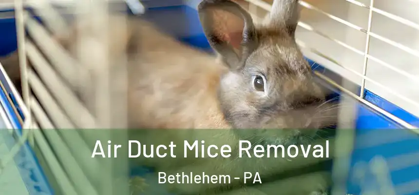 Air Duct Mice Removal Bethlehem - PA